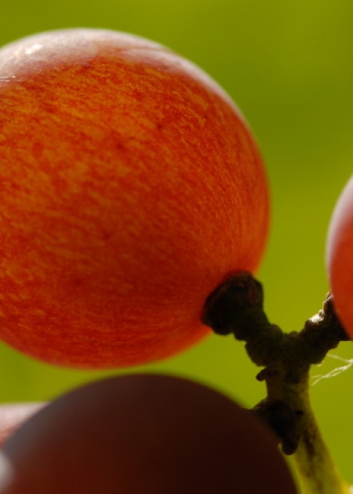 Traminer ANT 1141